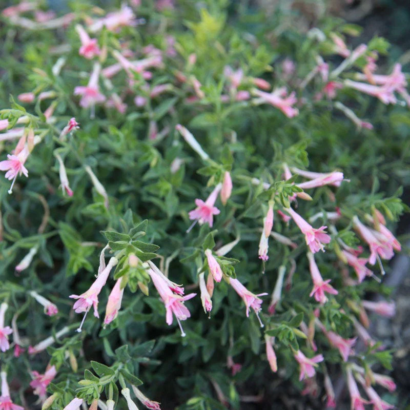 Native Intermountain West Songbird Pre-Planned Garden - Image 14