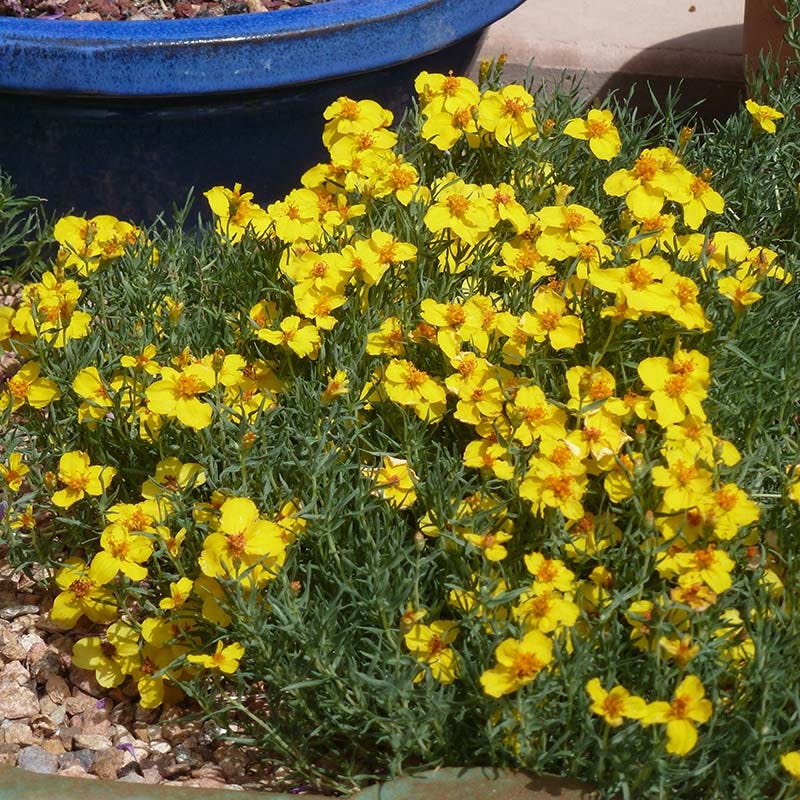 Arizona Perennial Collection - Image 4