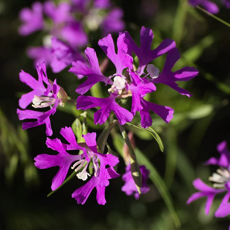 Rare Intermountain Native Wildflower Seed Mix - Image 3