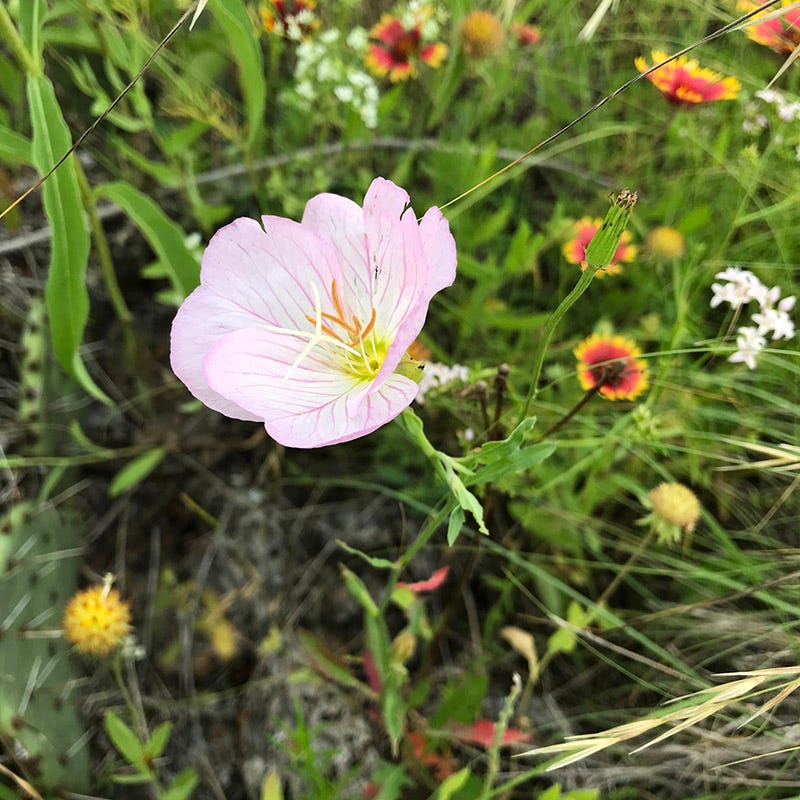 Native Southwest Wildflower Seed Mix - Image 6