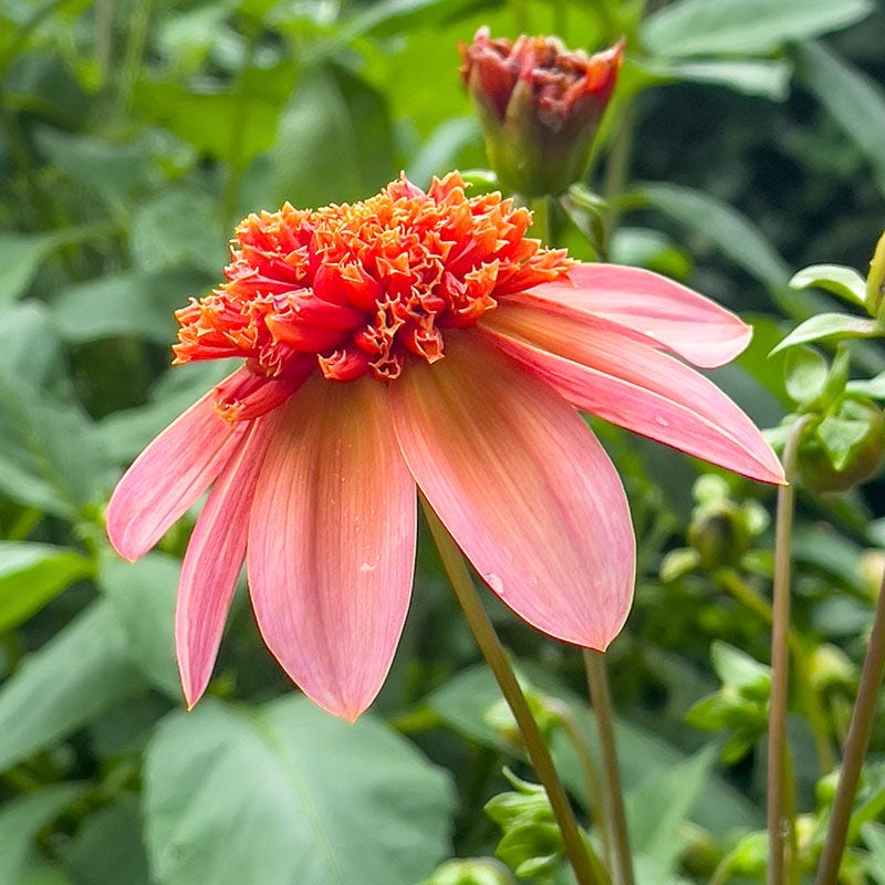 Totally Tangerine Dahlia - Image 2