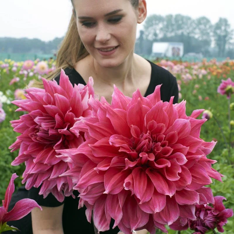 Emory Paul Dinnerplate Dahlia - Image 3