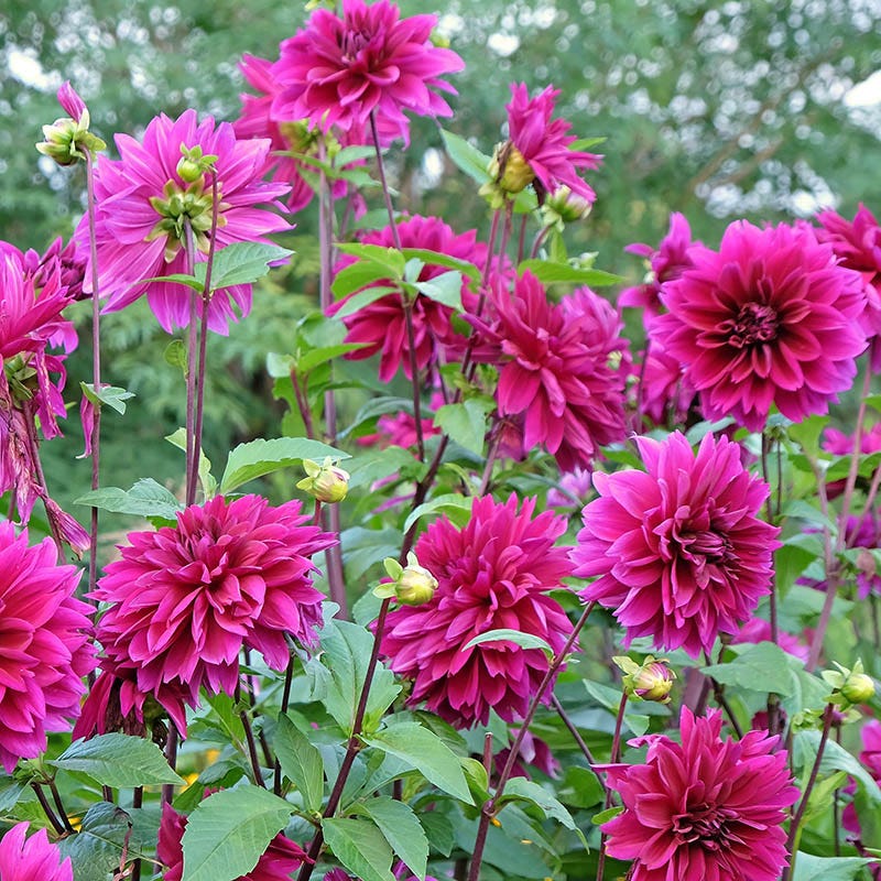 Thomas Edison Dinnerplate Dahlia - Image 2