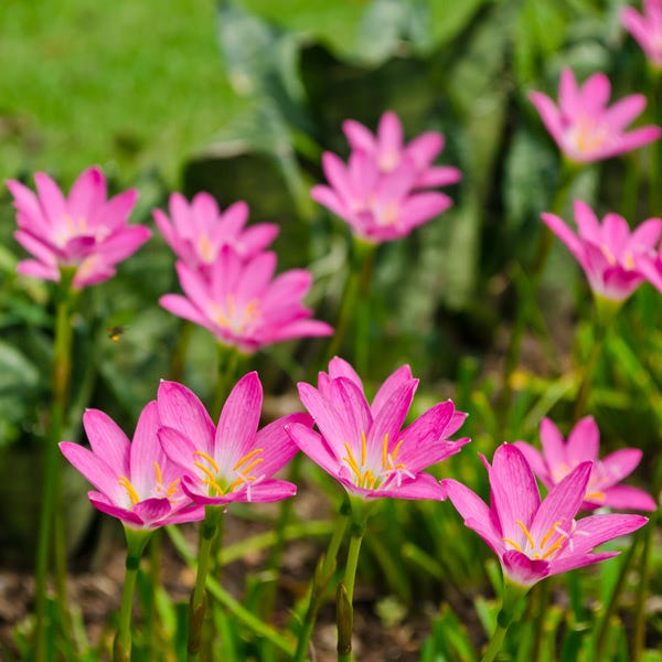 Pink Rain Lily - Image 2