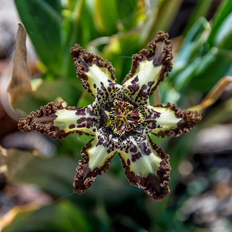 South African Citrus Bulb Collection - Image 6