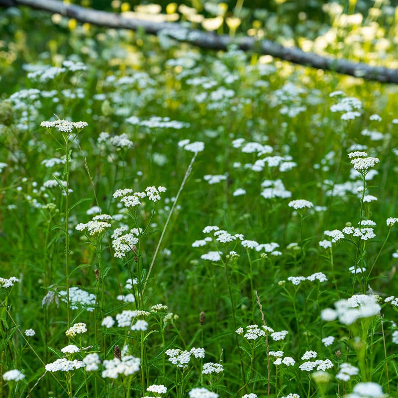 Xeriscape Clover Lawn Seed Mix - Image 6